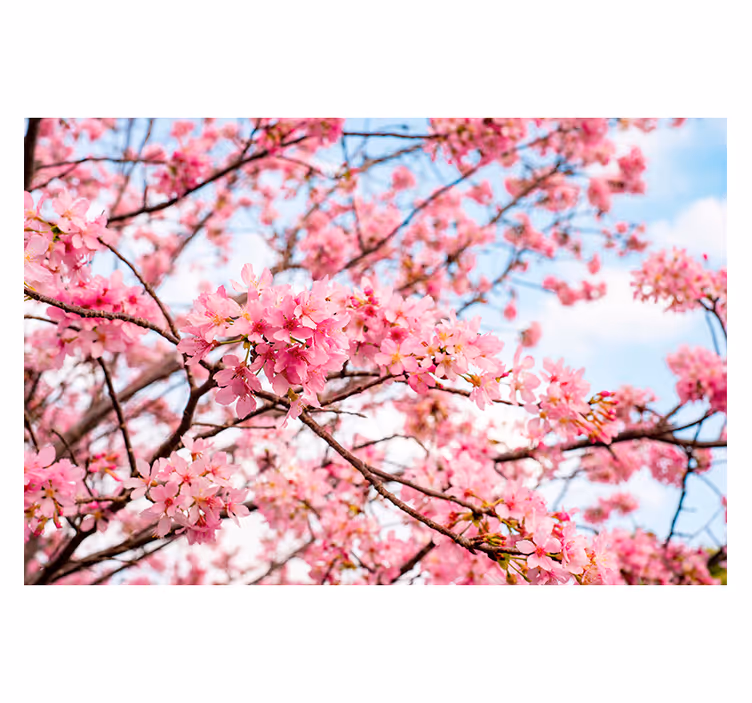 Kirsebærblomst tre himmel bakgrunn fototapet - Tenstickers
