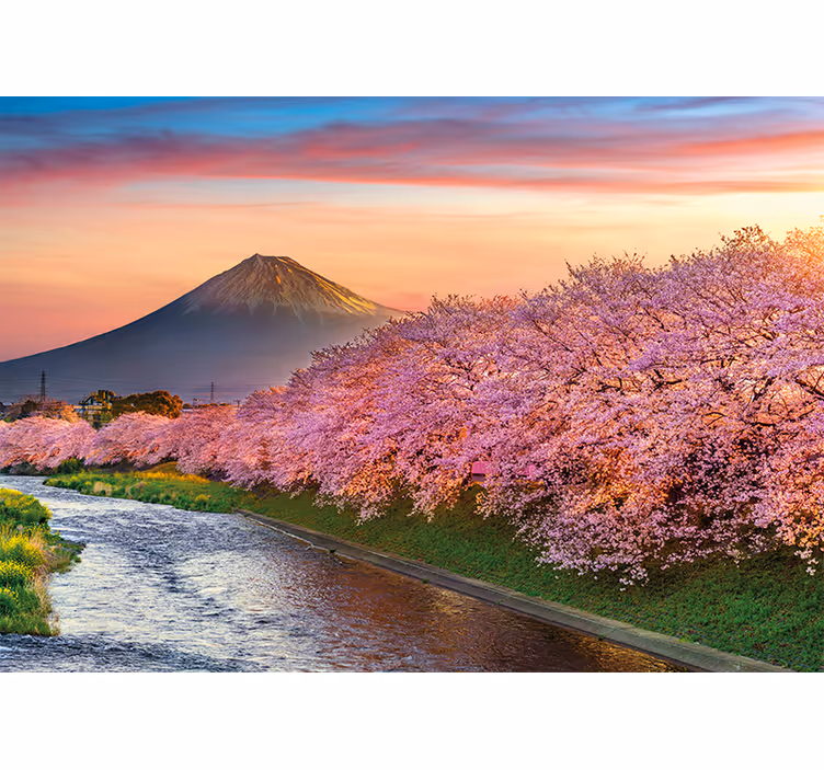 Kirsebærblomster på fuji-fjellet fototapet landskap - Tenstickers