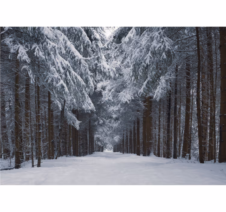 Snødekt furusti fototapet skog - Tenstickers