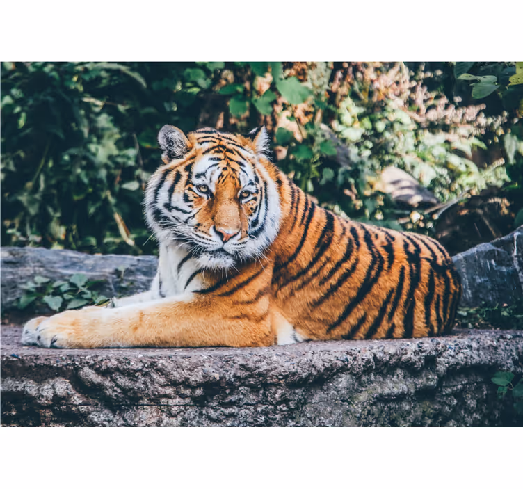 3d tiger liggende på en stein fototapet - Tenstickers