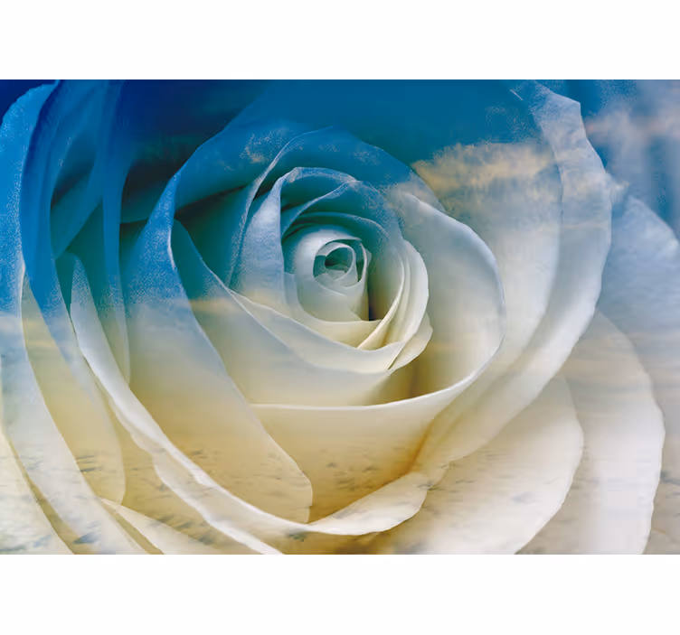 Fototapet blomster roseblomst eleganse - Tenstickers