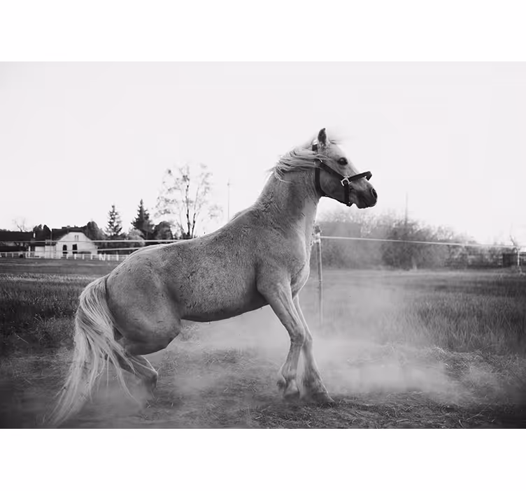 Fototapet dyr galloperende ponni - Tenstickers