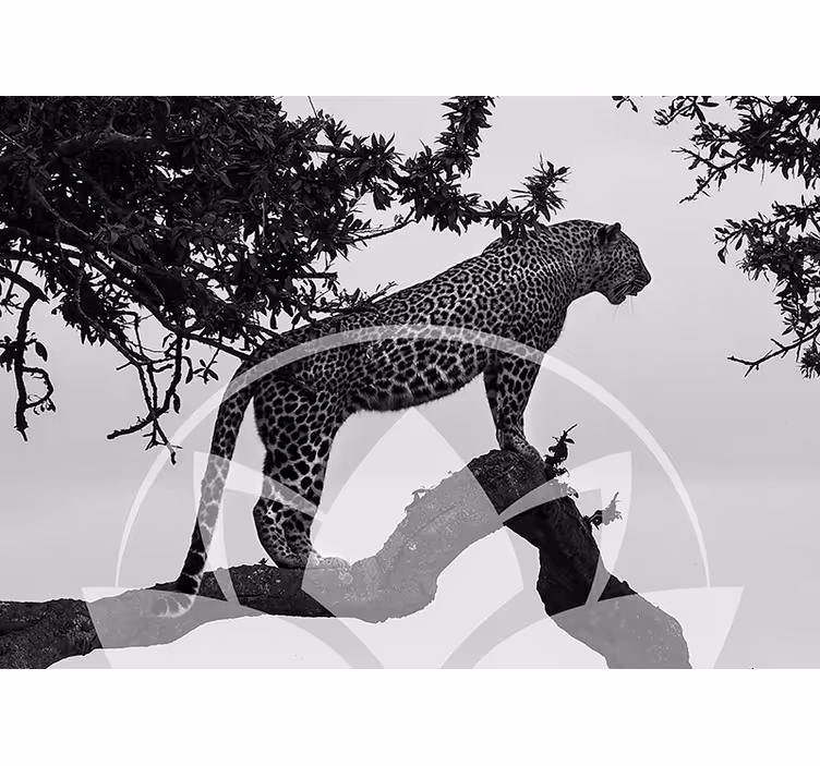Leopard i treet fototapet dyr - Tenstickers