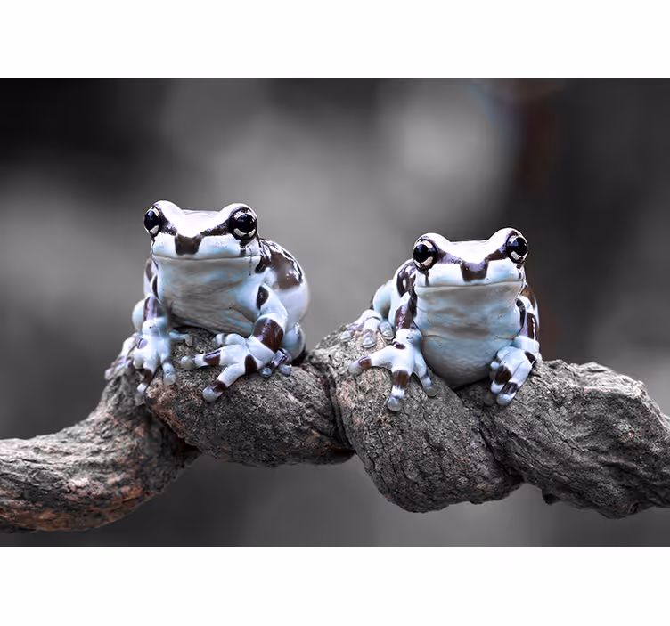 Amazonian family forest fototapet - Tenstickers