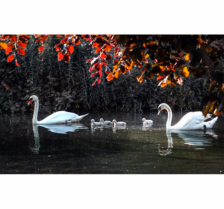 Fototapet dyr elegant svane familie - Tenstickers
