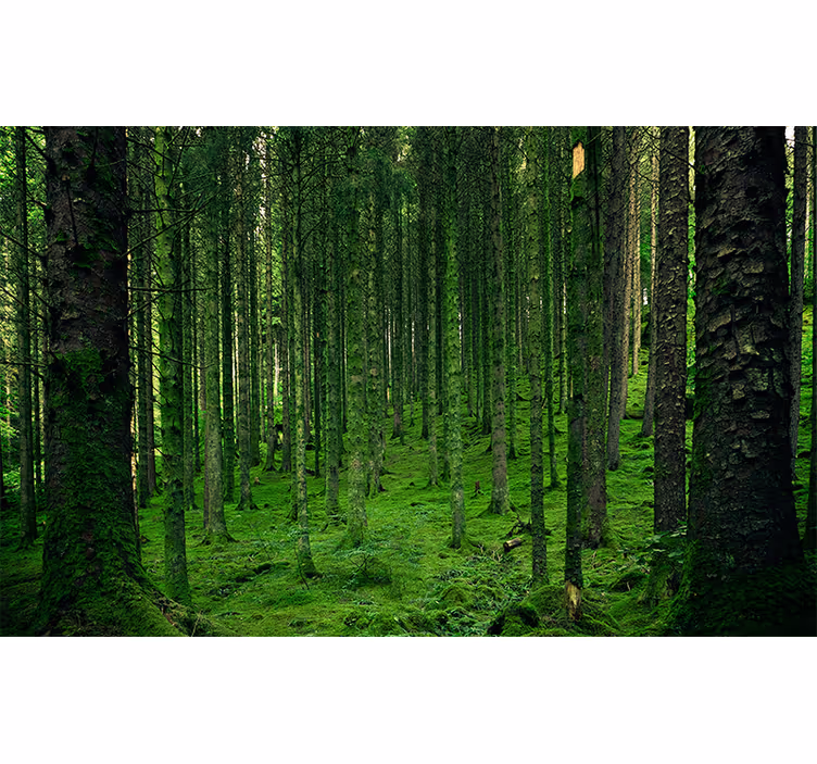 Polsk magisk skog fototapet - Tenstickers