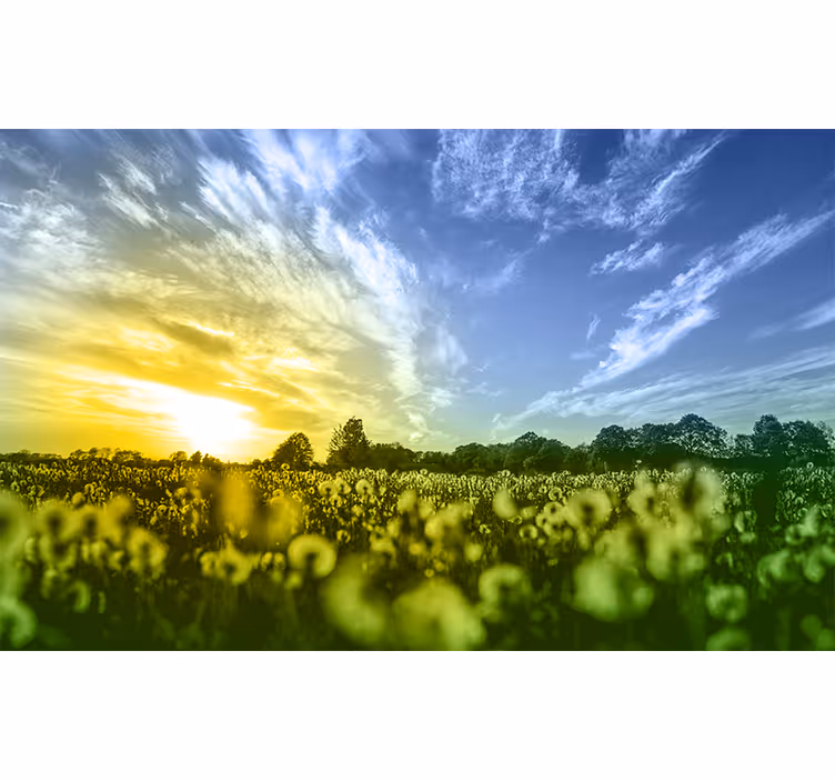 Solnedgang blomsterfelt fototapet blomster - Tenstickers