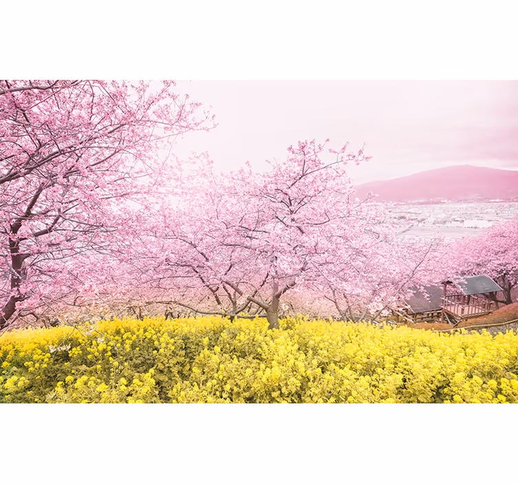 Kirsebærblomstrende ro fototapet blomster - Tenstickers