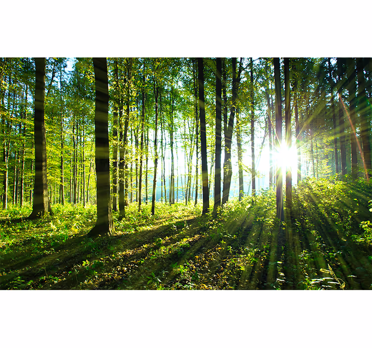 Skog landskap med lys natur fototapet - Tenstickers