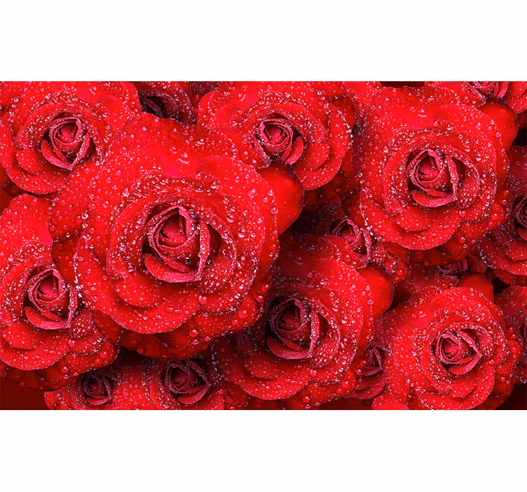 Rød rose med vanndråper fototapet - Tenstickers