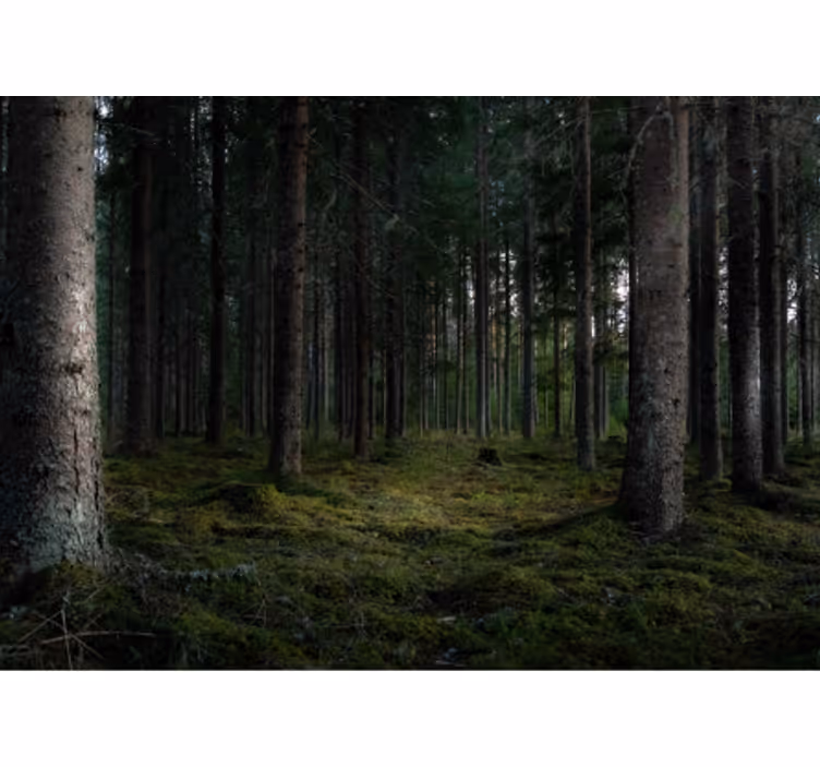 Frodig skogscene fototapet skog - Tenstickers