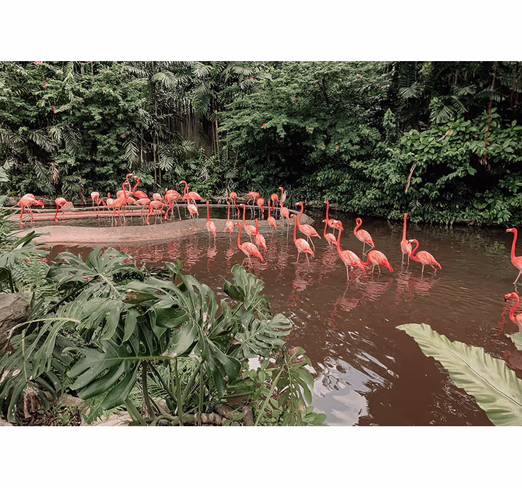 Flamingoer ved vann fototapet dyr - Tenstickers