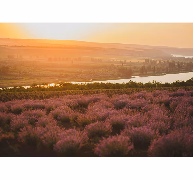 Lavendel solnedgang landskap fototapet blomster - Tenstickers