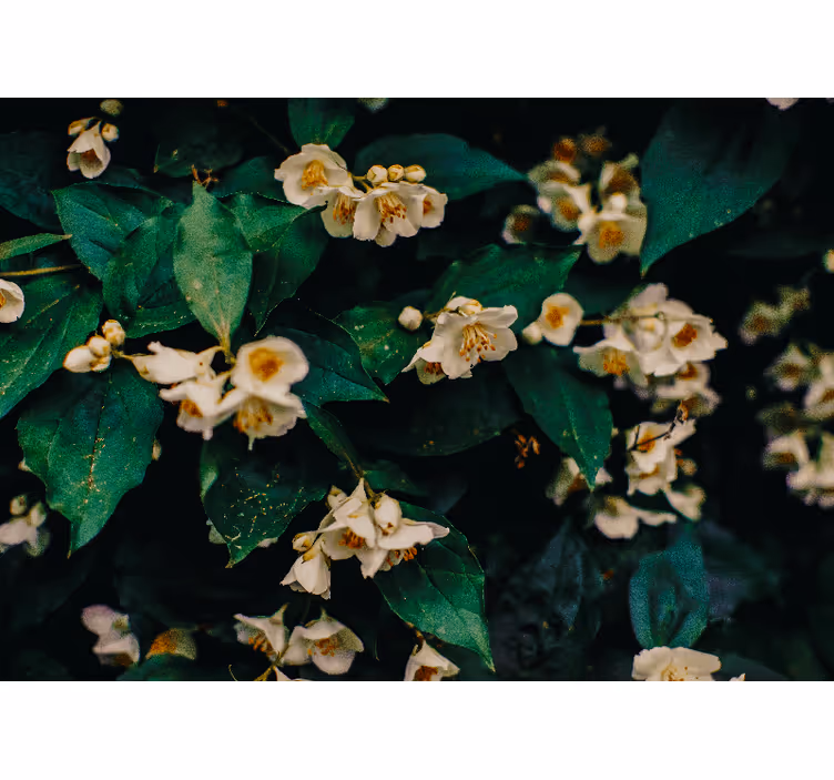 Jasminblomster fototapet - Tenstickers