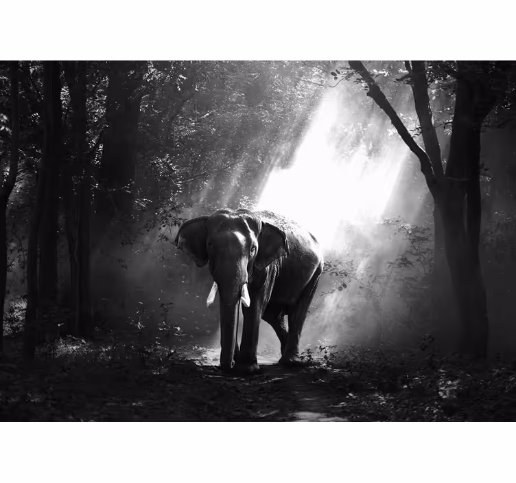 Møte med majestetisk elefant fototapet dyr - Tenstickers