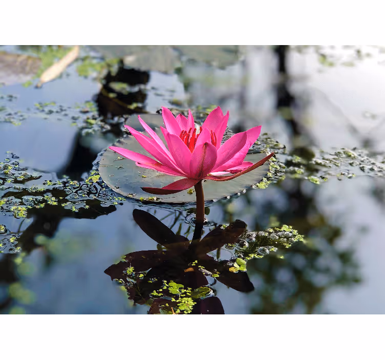 Elegant rosa lotus fototapet valmue - Tenstickers