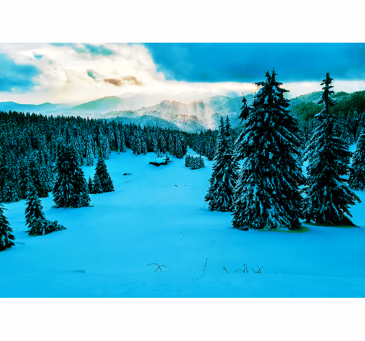 Snødekt furuskog fototapet landskap - Tenstickers