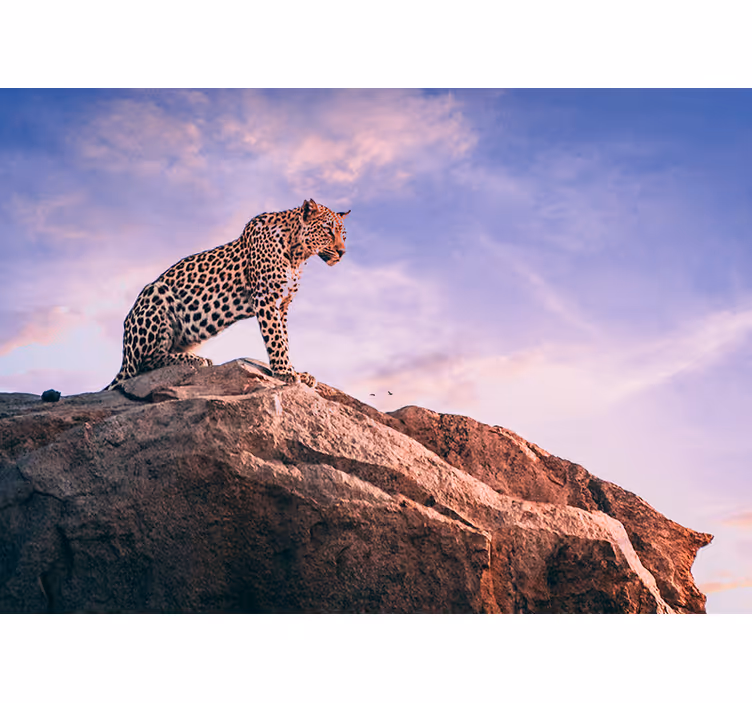 Leopard på stein fototapet dyr - Tenstickers