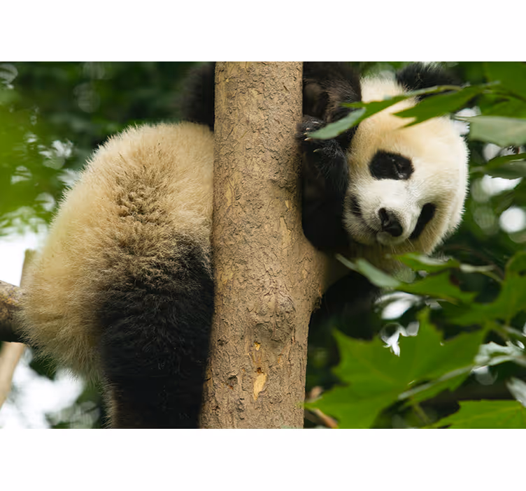 Panda klatretre fototapet dyr - Tenstickers