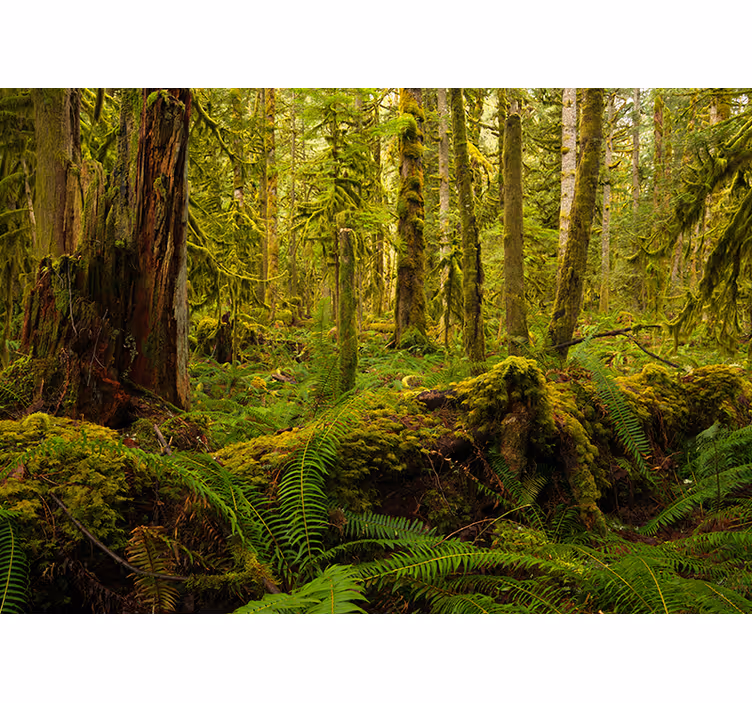 Frodig skoglandskap fototapet skog - Tenstickers