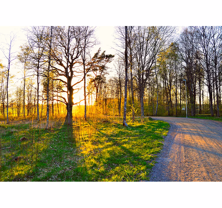 Fototapet natur solfylt skogsti - Tenstickers