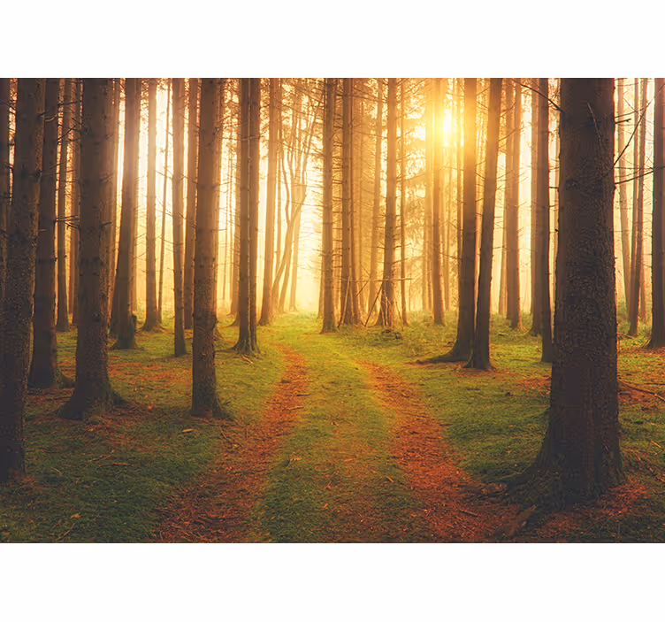 Fototapet skog skogsti utsikt - Tenstickers