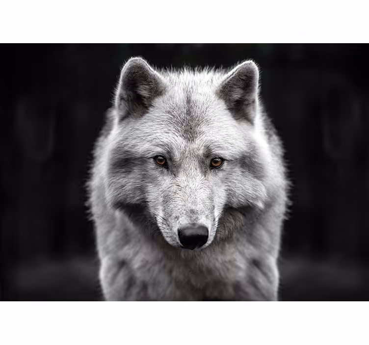 Hvit ulv vegg fototapet - Tenstickers