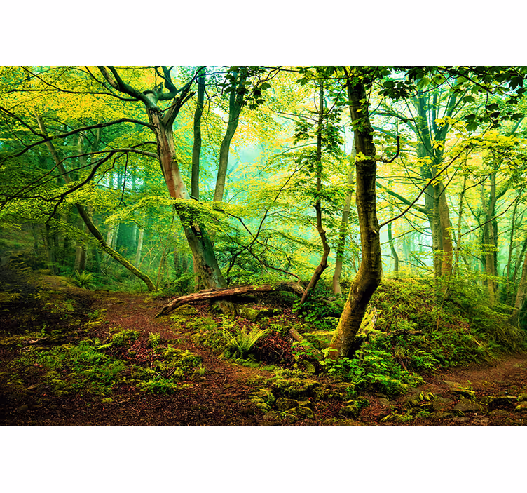 Fototapet skog livlig grønn skog - Tenstickers