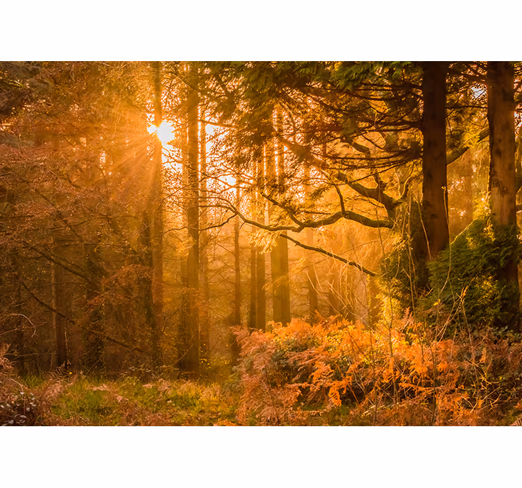Opplyst skoglandskap fototapet natur - Tenstickers