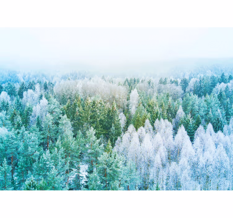 Norge snødekte vintertrær natur fototapet - Tenstickers
