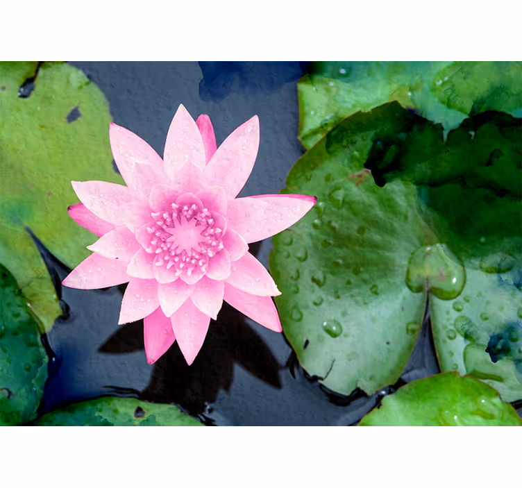 Rosa lotusblomst fototapet - Tenstickers