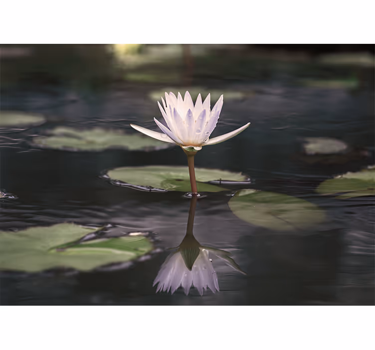 Lotusblomst refleksjon fototapet blomster - Tenstickers