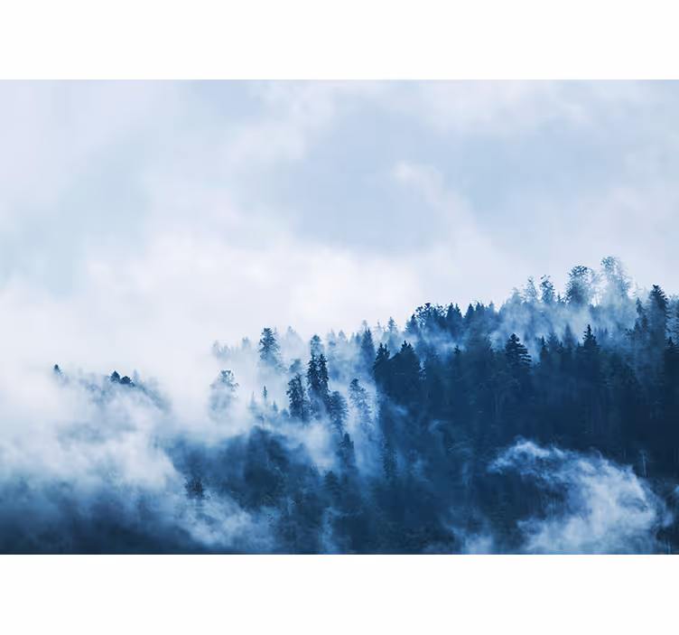 Fototapet natur skog med tåke landskap - Tenstickers
