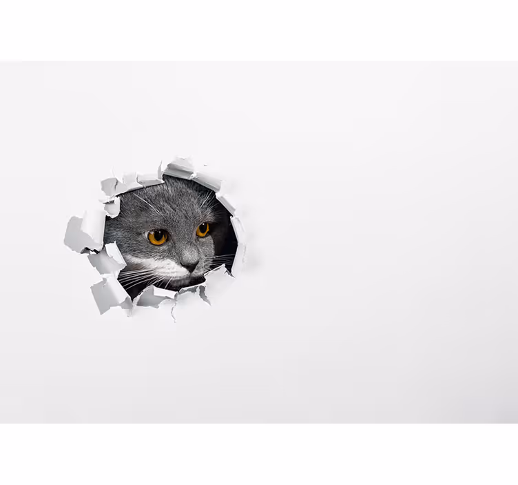 Søt kattfoto fototapet - Tenstickers