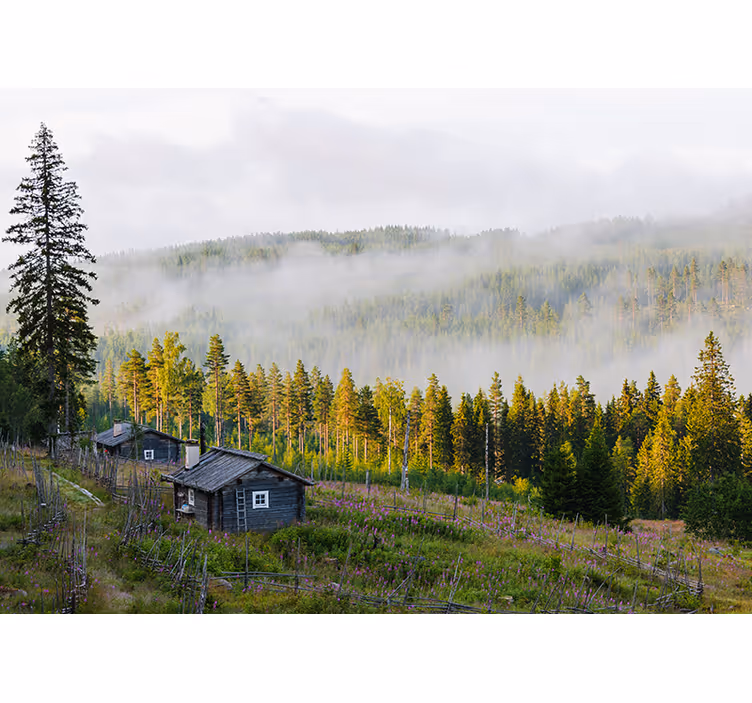 Tåkete skog fototapet landskap - Tenstickers