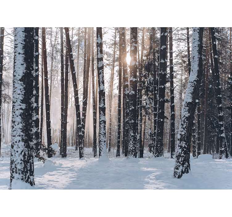 Hvit skog fototapet - Tenstickers