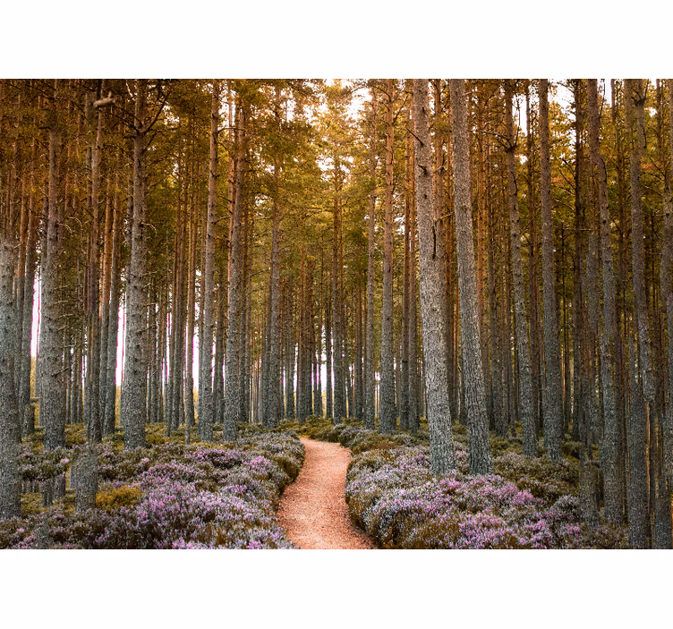 Eventyr i skogsstien fototapet natur - Tenstickers