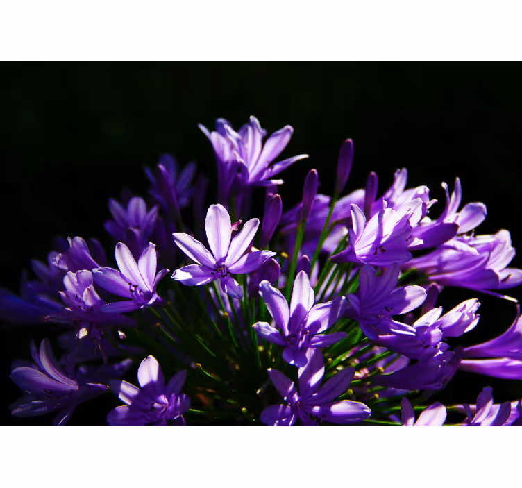 Lilla blomster kjøkken fototapet - Tenstickers