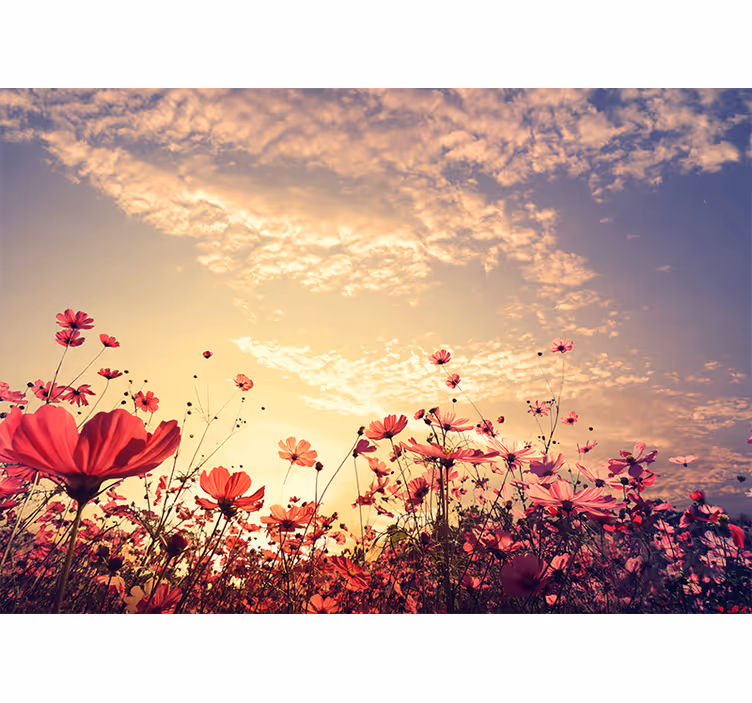 Fototapet blomster cosmos blomstereng - Tenstickers