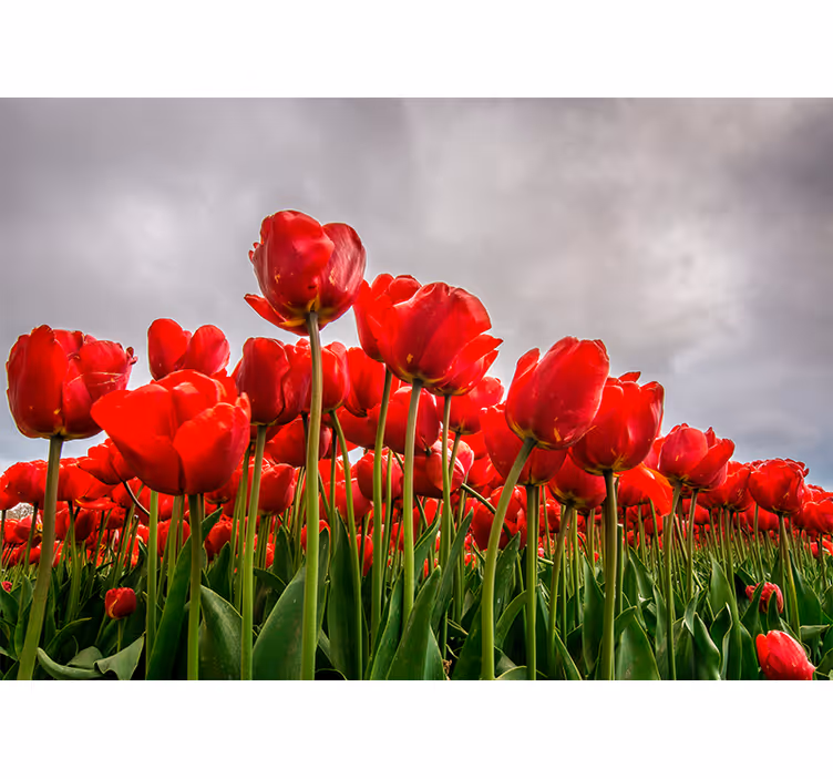 Rød tulipanfelt fototapet valmue - Tenstickers