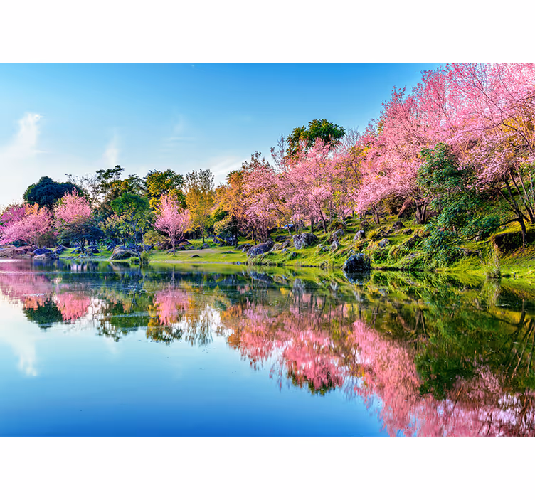 Kirsebærblomstrende refleksjoner fototapet blomster - Tenstickers
