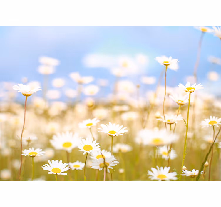Tusenfryd i blomst fototapet blomster - Tenstickers