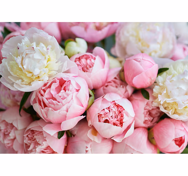 Bukett rosa roser fototapet - Tenstickers
