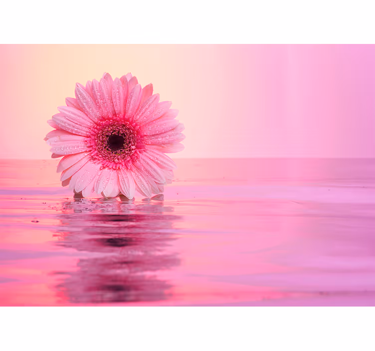 Rosa blomst refleksjon fototapet valmue - Tenstickers