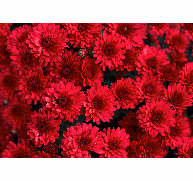 Livlig blomsterdesign fototapet blomster - Tenstickers