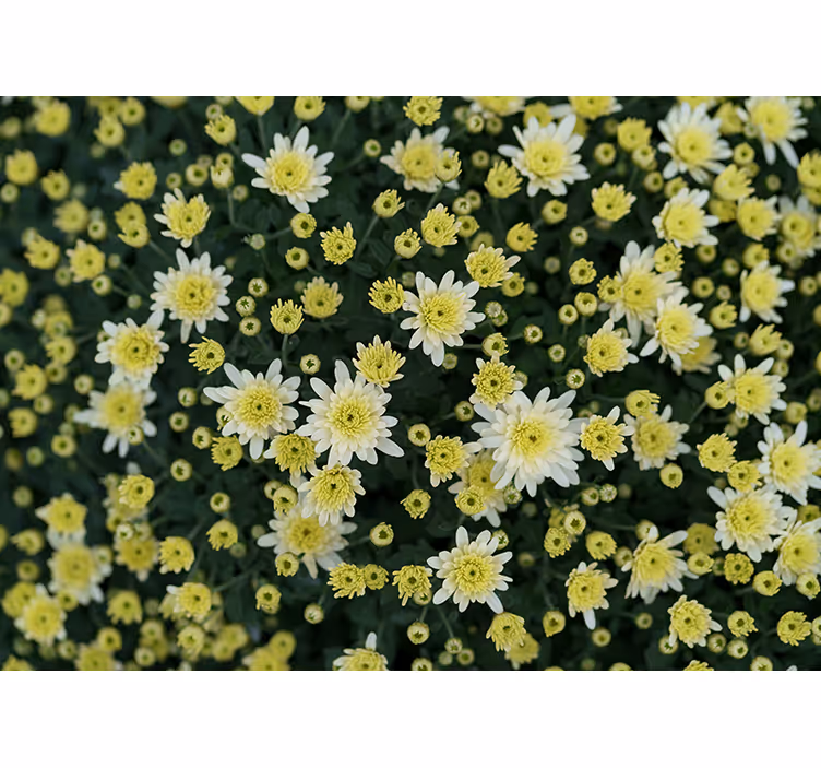Blomstrende gul krysantemum fototapet blomster - Tenstickers