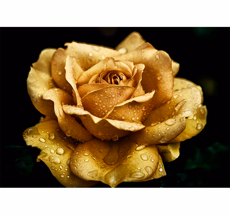 Elegant duggvåt blomst fototapet valmue - Tenstickers