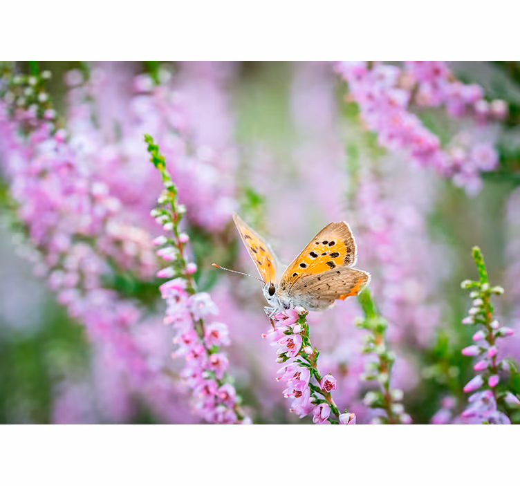 Sommerfugl på blomst fototapet blomster - Tenstickers