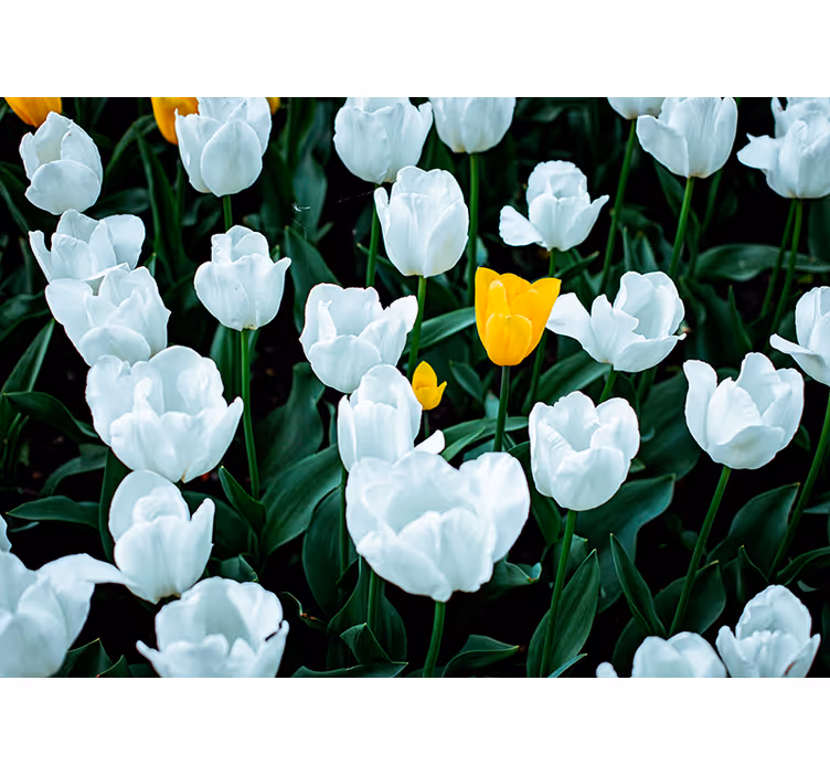 Vakre hvite tulipaner fototapet tulipaner - Tenstickers