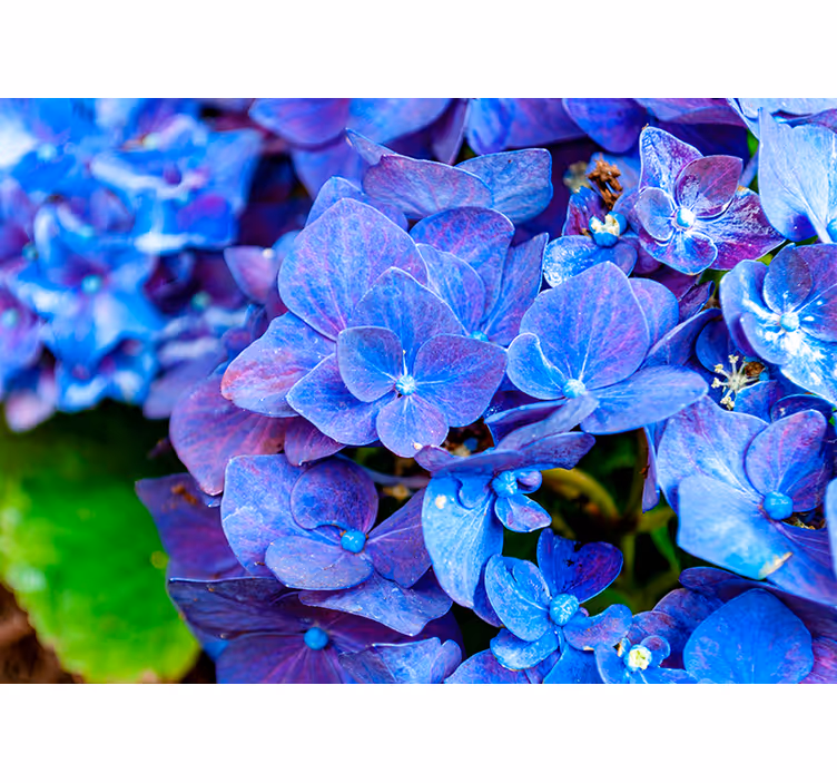 Hortensia blomster fototapet blomster - Tenstickers